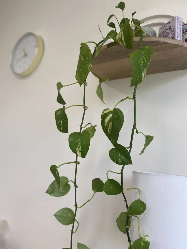 A plant is hanging from the wall near a clock.