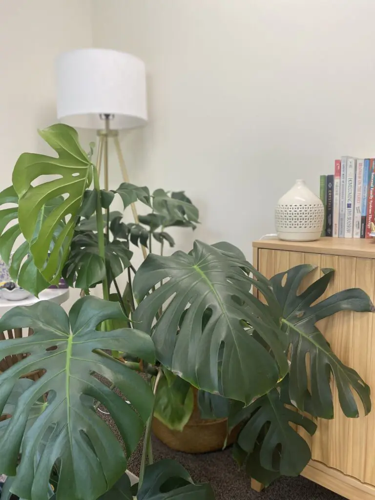 A room with two plants and a lamp