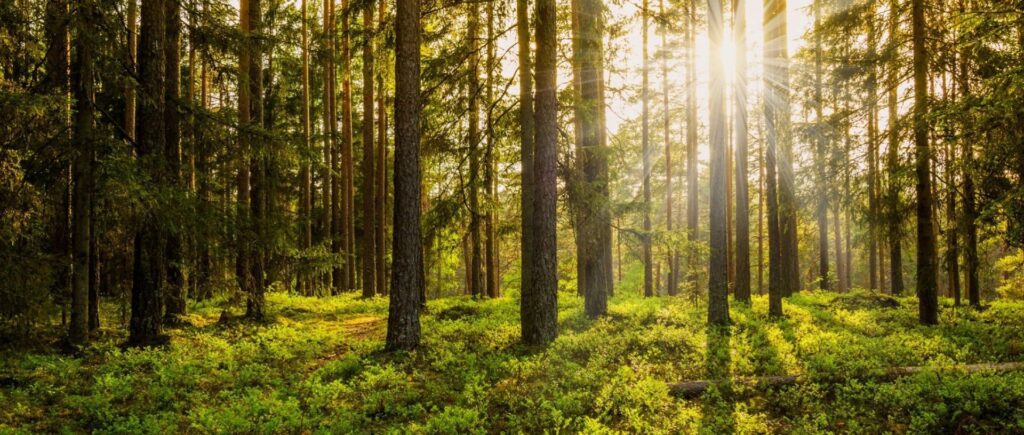 A forest with trees and bushes in the foreground.